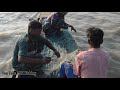 Live Hilsa Fish Catching In Padma River l Fishing Media