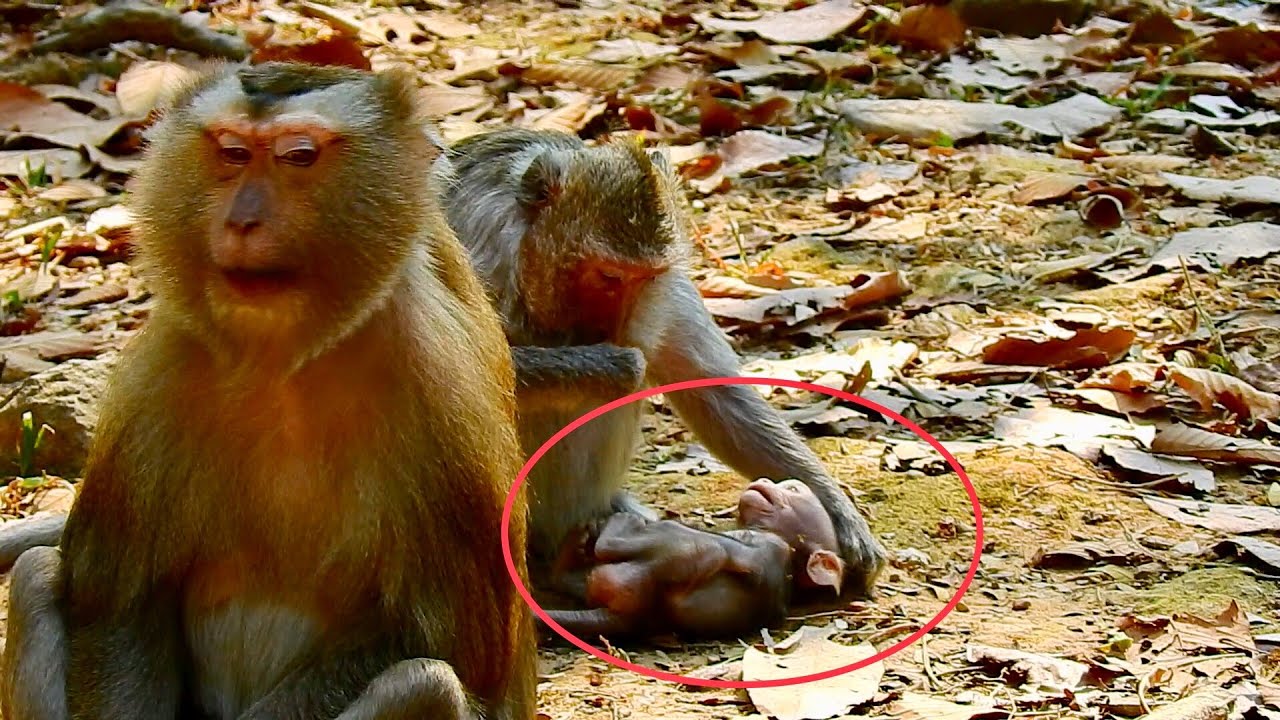 This weaning!! Butter grab baby Button to the ground coz milk, Butter runs to Cara for help, Next...