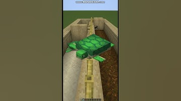 Rabbit Vs Turtle Race!? (Who Wins?)😳 #shorts