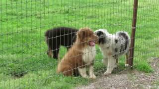 AVAILABLE AKC/ASCA Registered Australian Shepherd Puppies at www.fifteenacrefarms.com