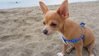 İlk Defa Yağmur Gören Köpeğim Badi Şaşkınlık İçinde  (Dog Chihuahua Buddy Şivava)