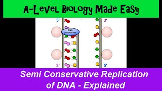 Semi-conservative DNA replication explained - A Level Biology Made Easy