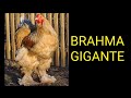 Todo sobre los pollos raza brahma gigante,  características y mucho más