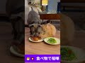 😼💥 食べ物で喧嘩 |Fight over food b #cat #funny #youtubeshorts #catvscat #cute #pets