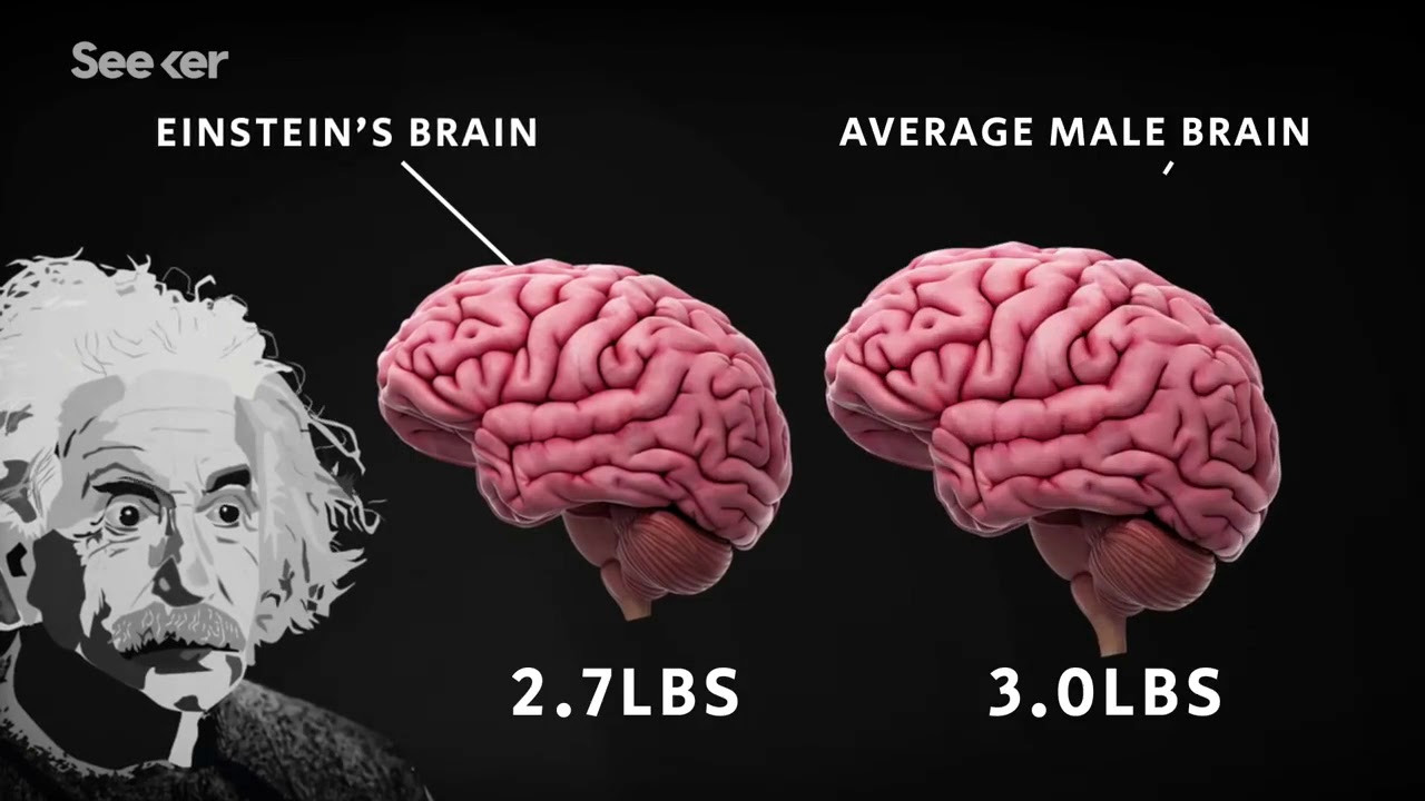 How Einstines's brain was stolen - YouTube