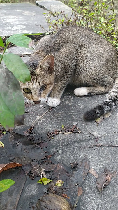 kucing buta sebelah