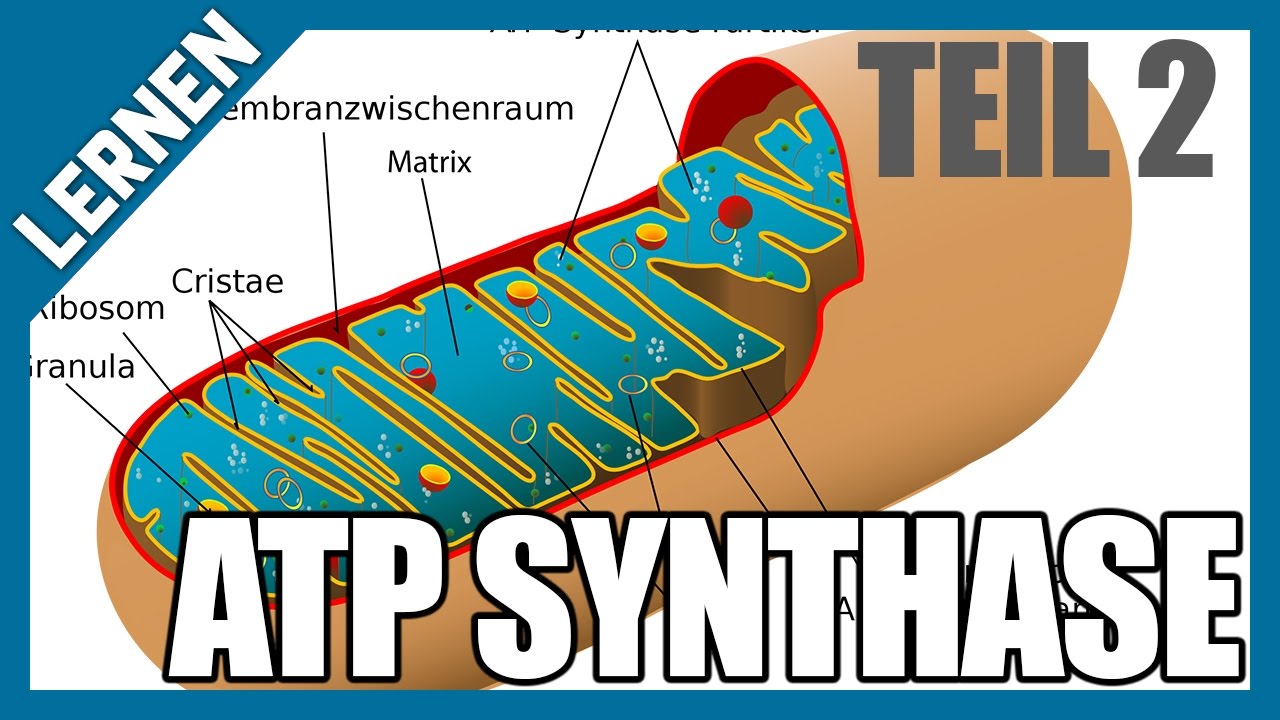 Energiegewinnung In Der Muskelzelle LERNEN #2 | ATP Synthase - Energiegewinnung der Zellen - Power für den