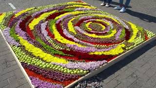 Фестиваль цветочных ковров 2019г