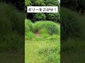 ギリースーツをさがせ！