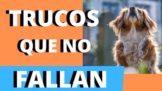 5 TRUCOS para que tu PERRO CAMBIE al PIENSO desde OTRA COMIDA