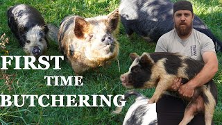 butchering KUNEKUNE pigs for the first time | self-sustainability starts here