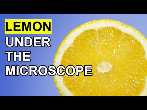 Lemon Peel under the Microscope