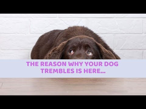 The Reason Why Your Dog Trembles Is Here...