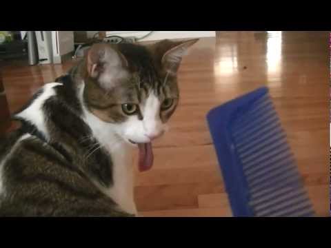 funny-face-cat!-sticking-tongue-out-:Þ
