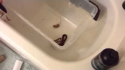 Baby ball python eating hopper mouse