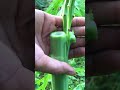 How To Graft A Male Papaya Tree Into A Female Papaya Tree 