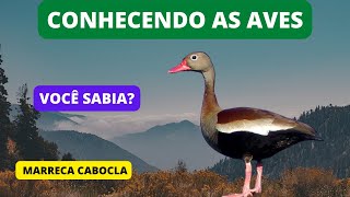 Curiosidades sobre a Marreca Cabocla (Asa Branca) - Black-bellied Whistling-Duck