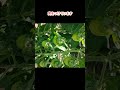 【ミニトマト栽培】先端の花を摘花して、全部を大きく育てる【家庭菜園シリーズ】＃shorts　＃ミニトマトの育て方　＃トマトの育て方