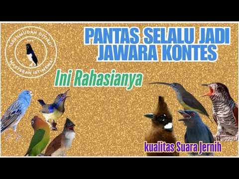 Masteran Untuk Murai batu Muda Trotol Gacor paling banyak digunakan