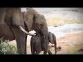 Lost baby elephant finally finds mom