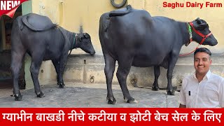 ग्याभीन चैक पास बाखडी नीचे कटीया तैयारी की झोटी 👉 Saghu Dairy Farm ऊभरते सितारे ✅