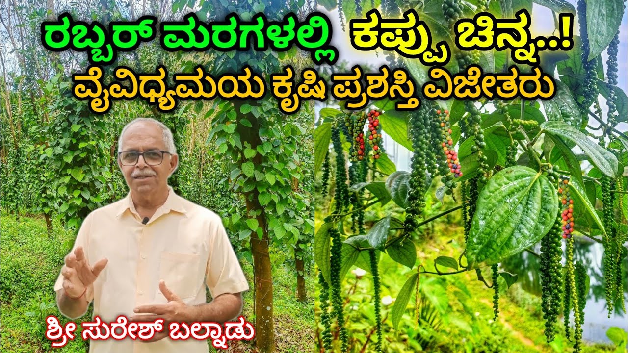 ರಬ್ಬರ್ ಮರಗಳಲ್ಲಿ ಕಾಳುಮೆಣಸಿನ ಕೃಷಿ. Wonderful Agriculture farm. Black pepper farming with Rubber plant