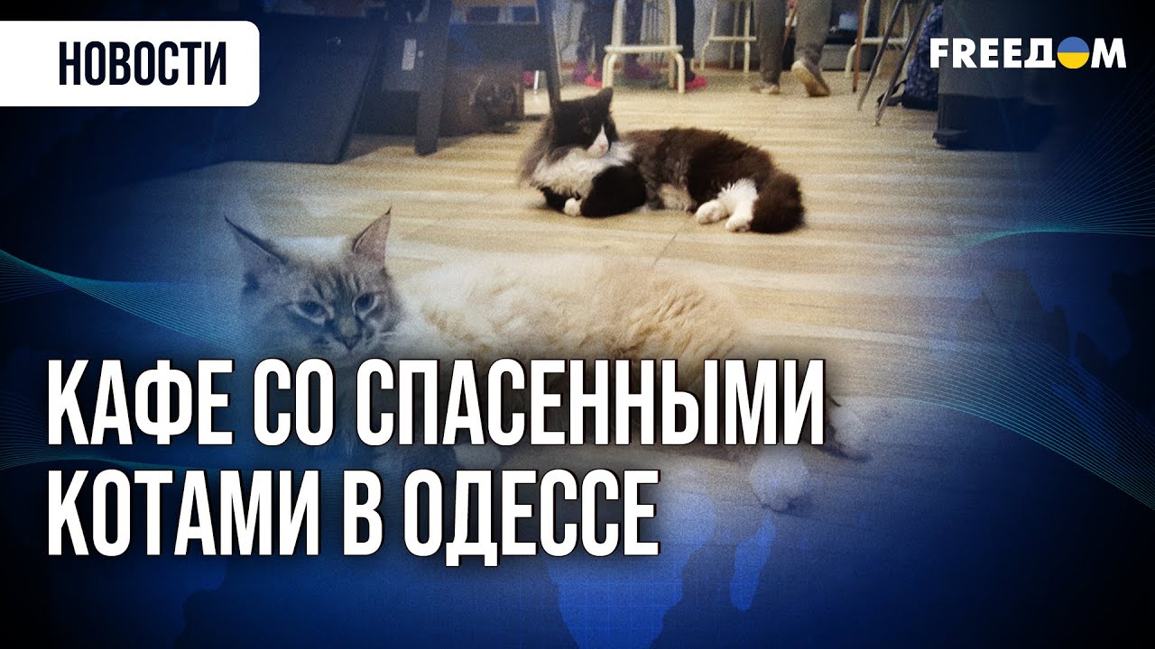 Чуча, Лео и Сергей. В одесском котокафе приютили четверолапых переселенцев