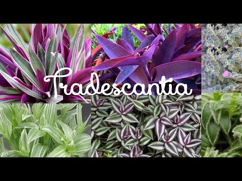 Vídeo: Jardim tradescantia perene: plantio e cuidado, foto