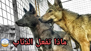 شاهد رد فعل الذئاب عندما ترى شخص غريب #تصوير ليلي لذئب يهاجم واوي #شاهد المقطع #ابو مقتدى