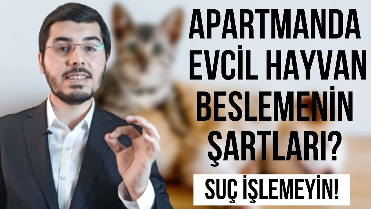 Apartmanda Evcil Hayvan Beslemenin Şartları Nedir? Apartmanda Evcil Hayvan Beslemek Suç Mu?