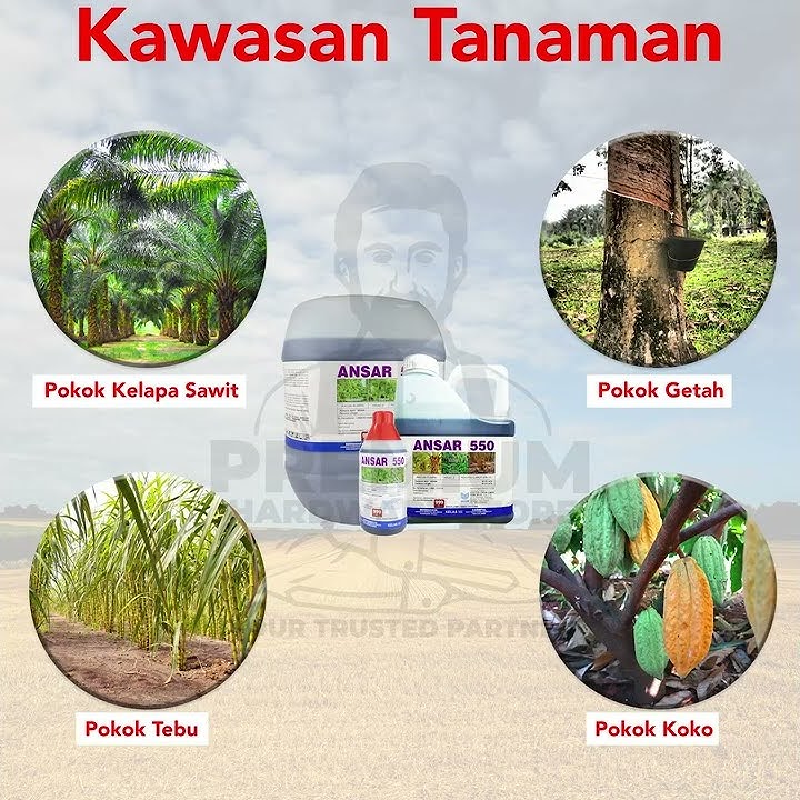 ANSAR 550 MSMA 35.5% Herbicide Weed Grass Killer Racun Rumpai Rumput Ubat Rumput 杀草剂 杀草药水