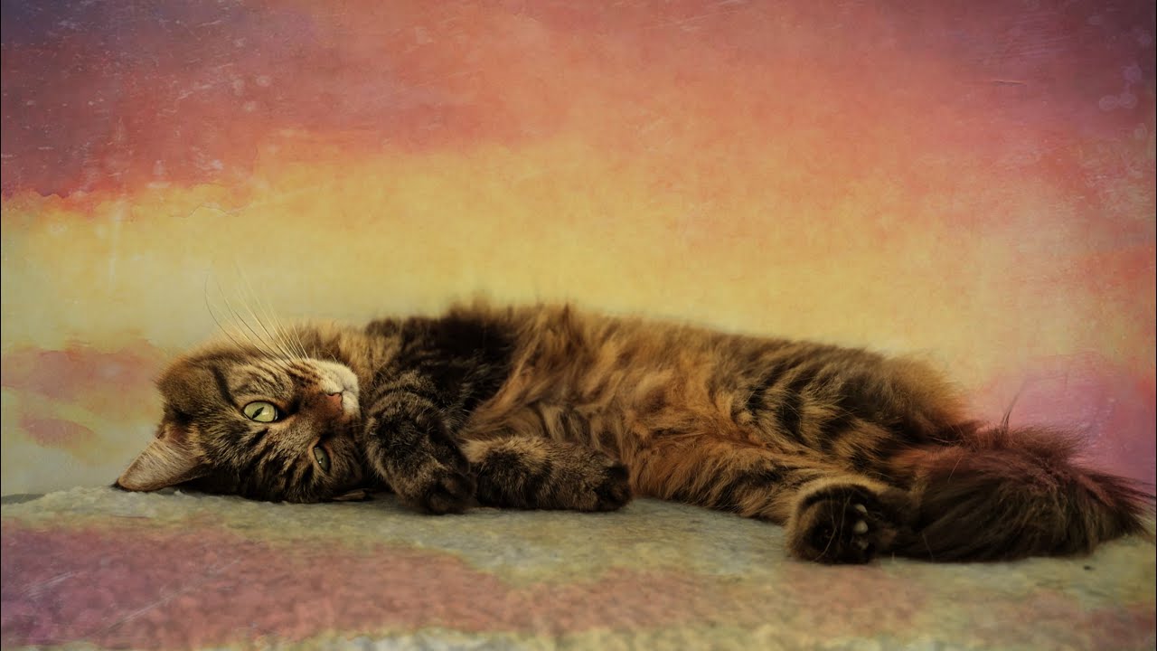 Miauzis Music- Entspannungsmusik- Maine Coon