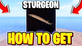 How To CATCH STURGEON In Fisch! Roblox (Sturgeon Location)