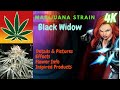 Black Widow Marijuana Strain Details & Pictures In 4K