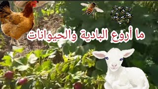 ما اروع البادية في فصل الربيع