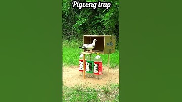 Easy DIY Pigeon Trap Using a Cardboard Box | Quick & Simple Method #Shorts #youtubeshorts