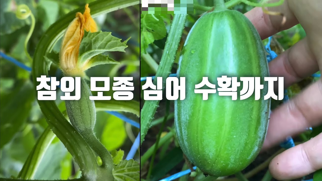 주말농장에 참외 심어 수확까지:: 참외 순지르기:: how to grow korean melon - YouTube