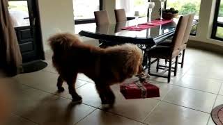 Christmas with tibetan mastiff by Sirius Nova 1,912 views 4 years ago 16 seconds