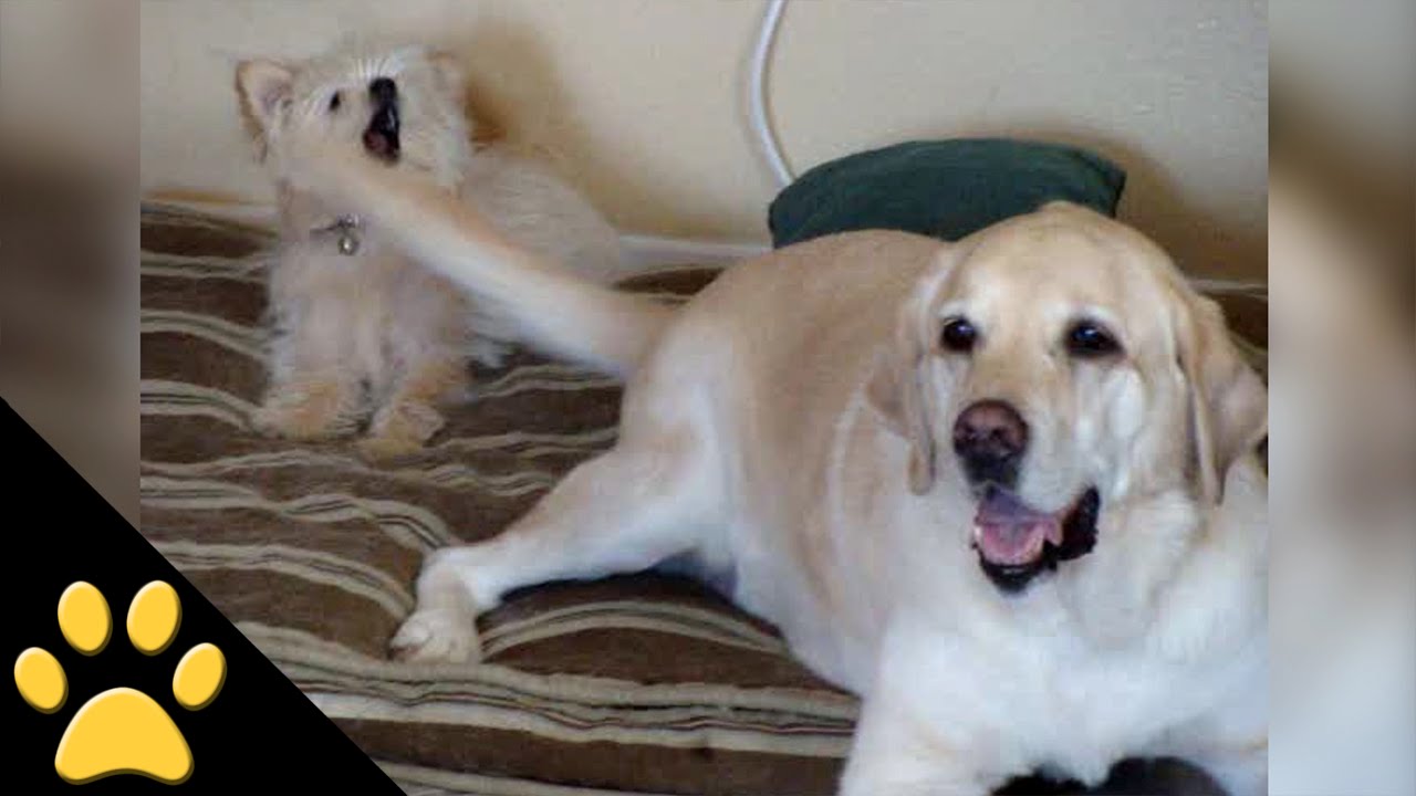 Little Dog Gets Whacked by a Wagging Tail YouTube