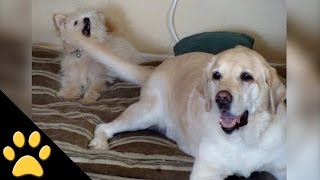 なかなか酷いけど思わず笑ってしまう 飼い主にシッポを振る犬 小太郎ぶろぐ