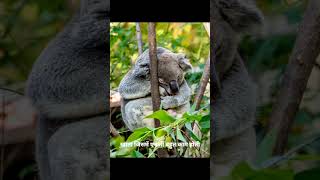 Koala Facts That Will Surprise You 🐨😱#shorts #shortsfeed #amazingfacts #facts #youtubeshorts #shorts