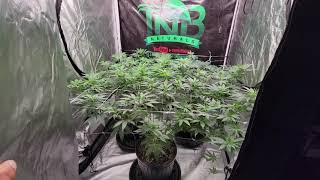 Intents Growing - Viparspectra p4000 update  transplant trellis and trimed  ready to flower