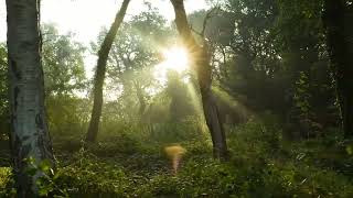 Forest Sound | relaxing and the healing power of nature sound | Bird song