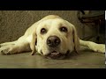 【あんしん生命公式】あるく保険CM・動物シリーズ（犬篇）