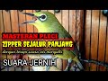 Masteran Pleci Zipper Sejalur Panjang Terapi Suara Air Mengalir Mp3 - Mp4 Download