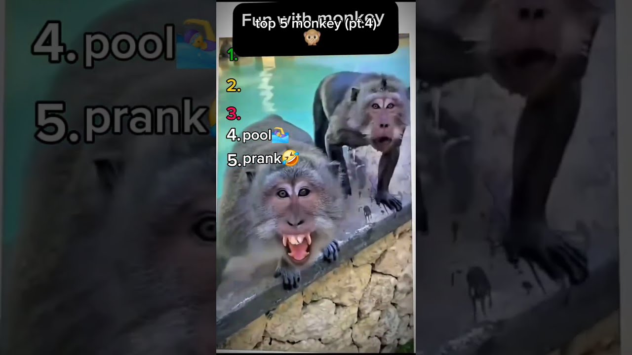 Top 5 Funny Monkey Funnyvideo Top5 Memes Pt4