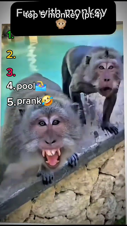 top 5 funny monkey #funnyvideo #funny #top5 #memes #monkey #pt4
