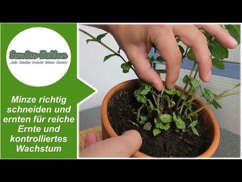 Minze 🌿 richtig schneiden ✂️ und ernten für reiche Ernte und kontrolliertes Wachstum