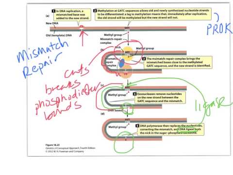 Biol 360 Tutorial DNA-Reparatur
