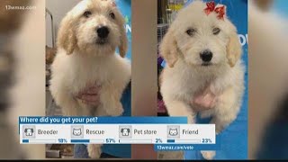 Thieves Steal Two Goldendoodle Puppies From Georgia Pet Store 13wmaz Com